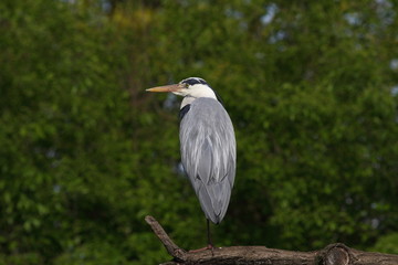 Fototapeta premium Airone Cenerino