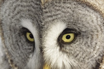 Great Grey Owl eyes