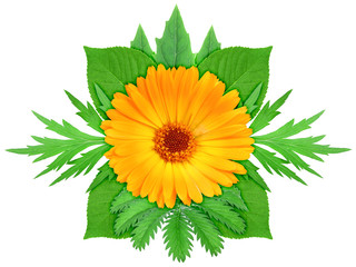 Orange flower with green leaf