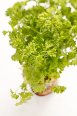 parsley on white background