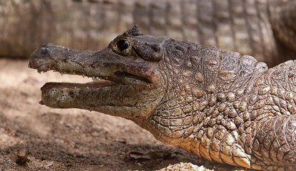 crocodile portrait 6285