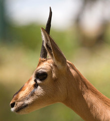 antelope portrait 6309