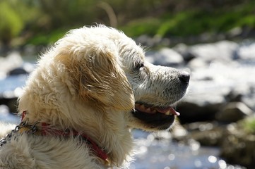 Head of golden retriever - bitch