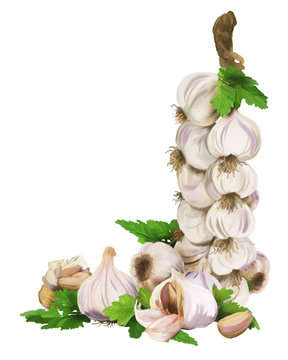 Decoration of garlic-Mace garlic on a white background
