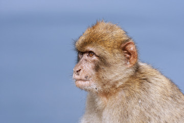 Gibraltar 02
