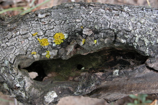 vecchio incavo d'albero