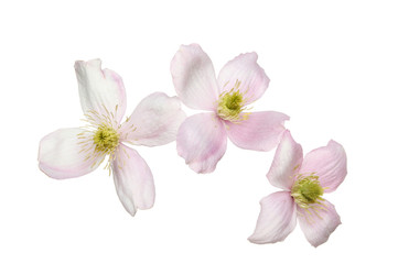 Fototapeta na wymiar Clematis flowers