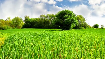 Wheat field with the young shoots of wheat on a sunny day