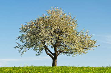 blühender Obstbaum