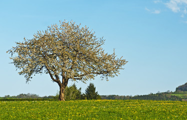 Fototapeta na wymiar drzewo owocowe kwitnące