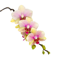 Naklejka na ściany i meble Gelb Rosa Orchidee