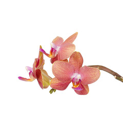 Obraz na płótnie Canvas rosa Orchidee