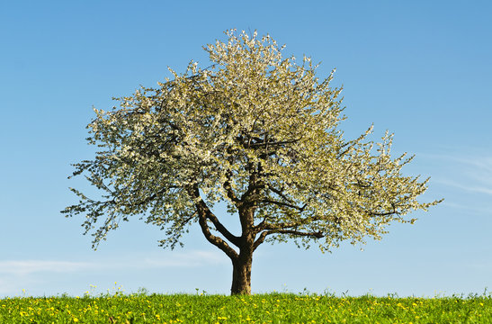 bl&uuml;hender Obstbaum
