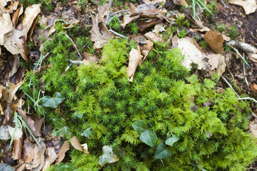 green moss in nature, during spring