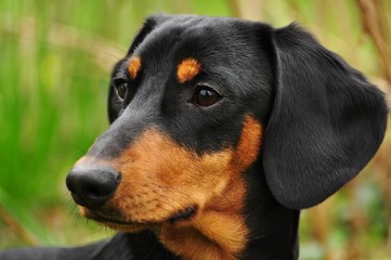 Dachshund