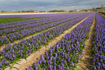 Hyacinthus field in Holland