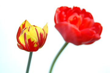 Tulpen_1