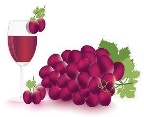 Grapes and vine Vector