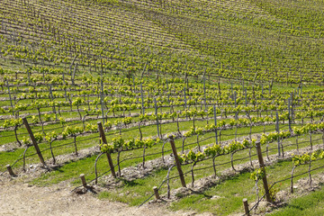 vineyard from douro valley
