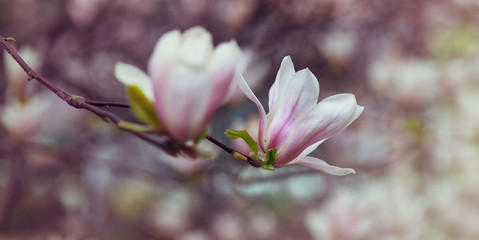 Obraz premium Magnolia