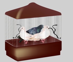 three pigeons in cage