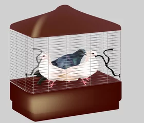 Cercles muraux Oiseaux en cages trois pigeons en cage