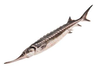 whole sturgeon