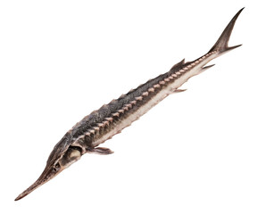 whole sturgeon