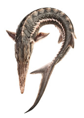 whole sturgeon