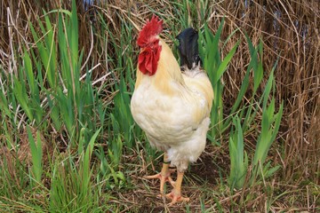 Coq rooster healthy beau, poule poulet