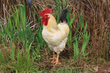 Coq rooster healthy beau, poule poulet