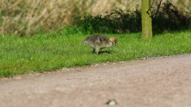 Video fressendes Graugans Küken (Anser anser)