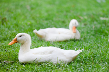 Enten auf einer grünen Wiese