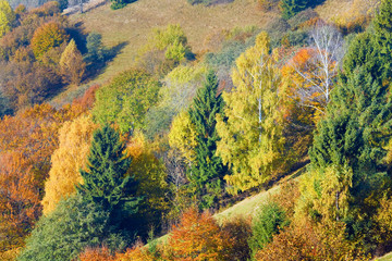 Obraz premium autumn mountain forest