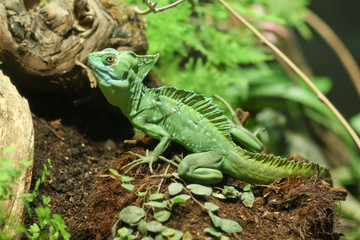 Grüne Eidechse auf Baum