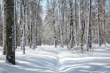 April blue sky in beautiful birch grove