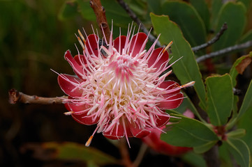 Common Sugarbush Protea