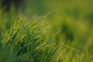 Gras #037334