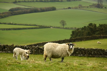 Obraz na płótnie Canvas wypas owce z jagniąt