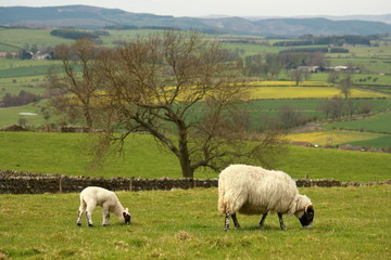 Obraz premium grazing ewe with little lamb