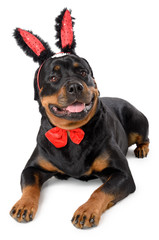 Easter bunny Rottweiler