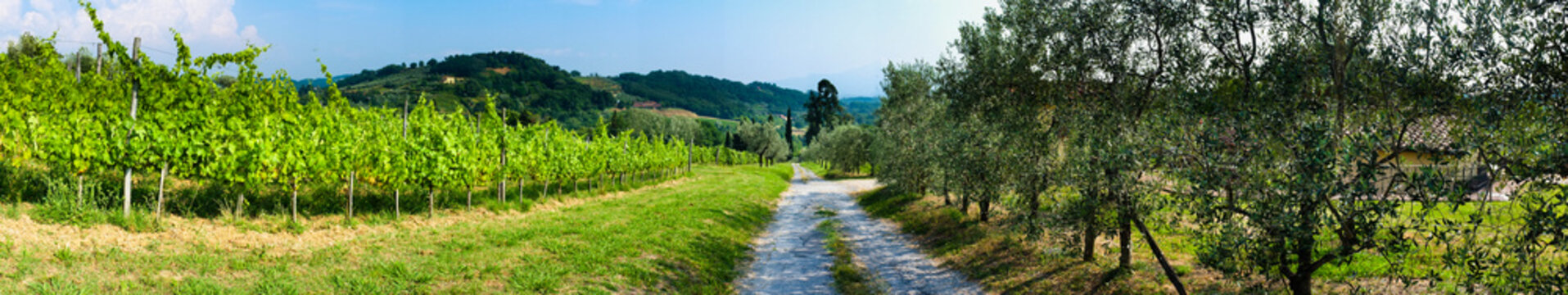 Panoramica - Vigna e Olivi