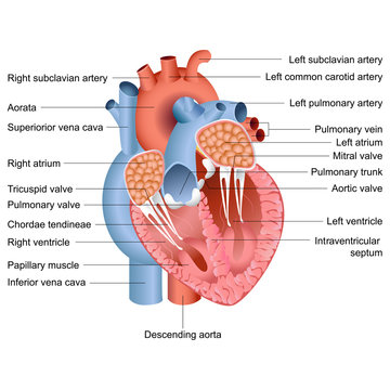 Vector Heart Anatomy