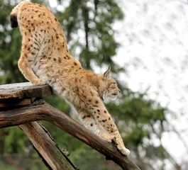 Gordijnen Young lynx © byrdyak