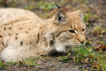 Young lynx