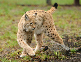 Young lynx