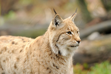 Young lynx