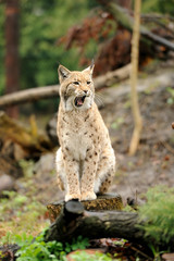 Young lynx