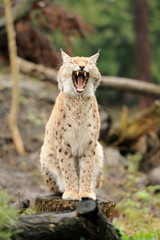 Young lynx