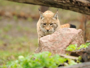 Obraz premium Young lynx